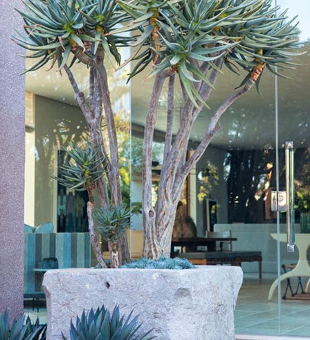 Tree Aloe, Stone Pot
Scott Shrader
West Hollywood, CA