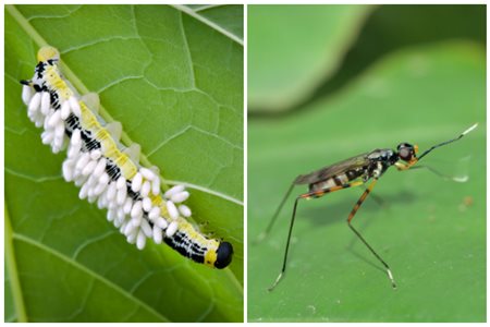 PARASITIC WASP