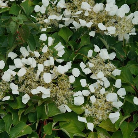 Flirty Girl® False Hydrangea Vine