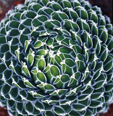 Agave Victoriae-Reginae
Huntington Botanical Gardens
San Marino, CA