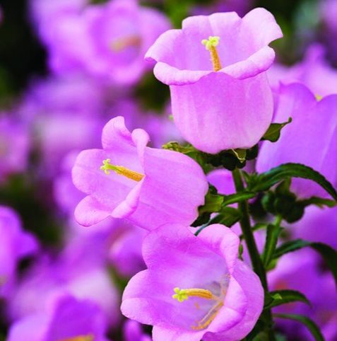 annual flowers and plants garden design annual flowers and plants garden design