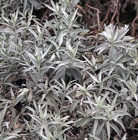 Artemisia Plant, Night Garden Plants
St. Lynn's Press
Pittsburgh, PA