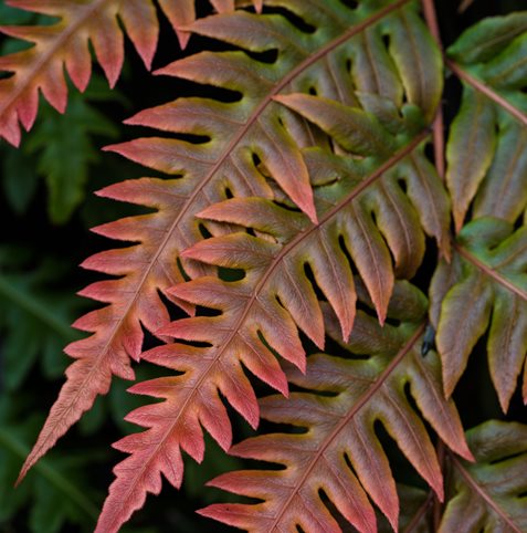 Oriental Chain Fern, Woodwardia
Lillyvilla Gardens
Portland, OR