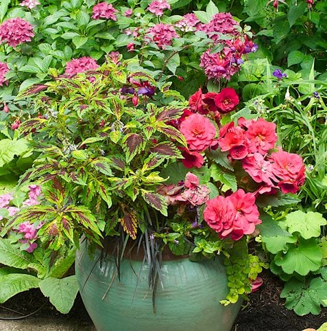Container Gardens Made For The Shade Garden Design