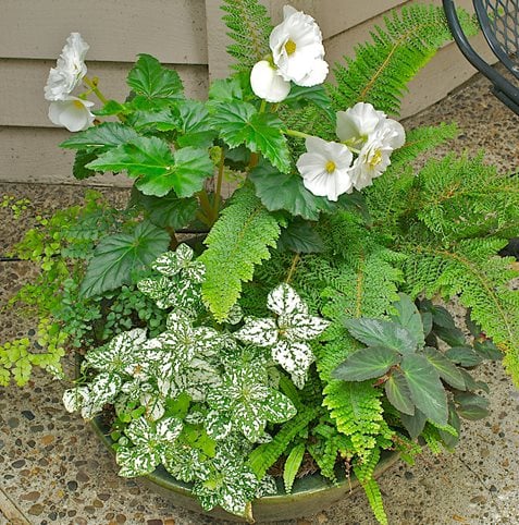Shade Containers
Janet Loughrey
