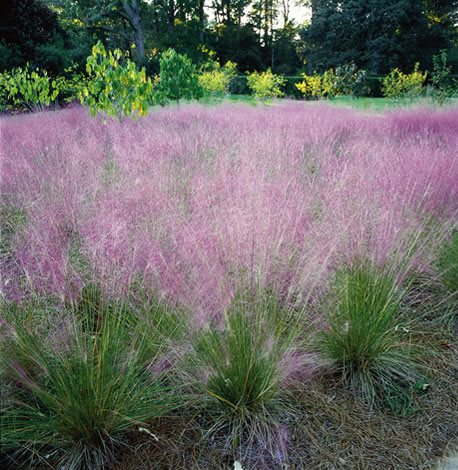 Best Water Wise Desert Plants Garden Design