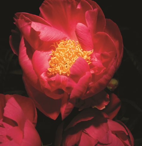 Peony, Montreal Botanical Gardens
Linda Rutenberg
