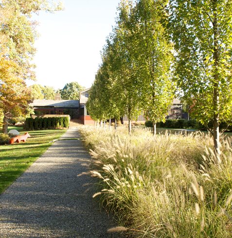 backyard garden