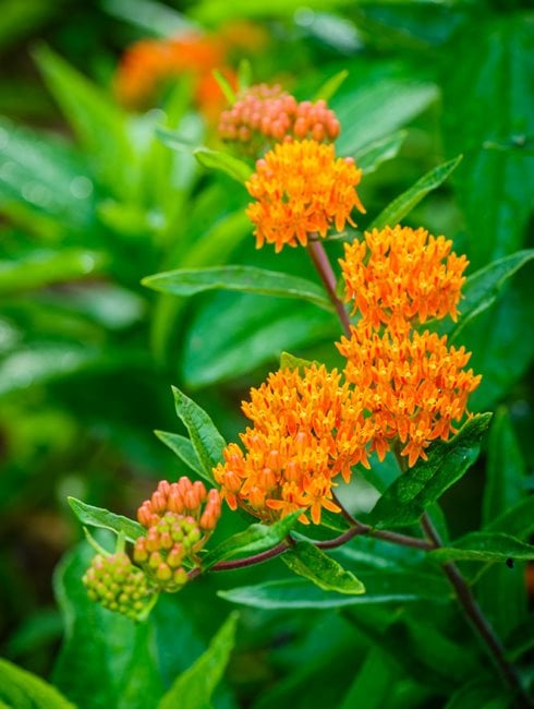 Butterfly Weed, Ascelpias Tuberosa
Doug Tallamy
