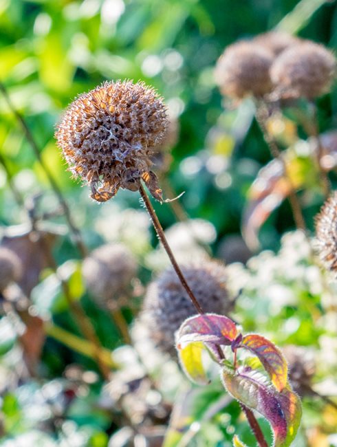 Eastern Beebalm, Monarda Bradburiana, Dried Seed Head
Garden Design
Calimesa, CA