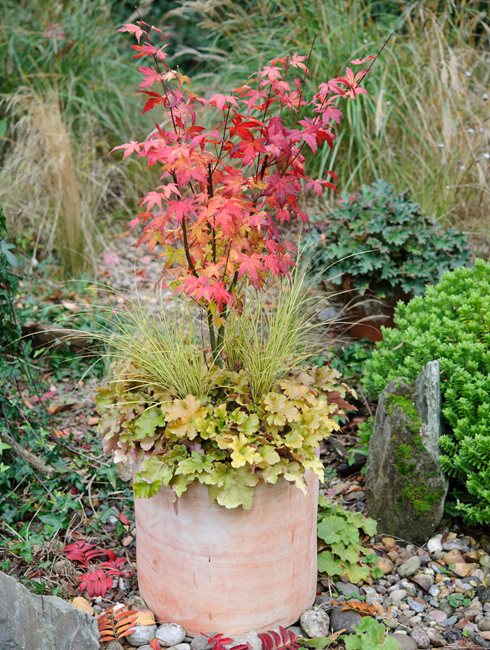 Fall Container, Container Plants
Bob Purnell
Somerset, England