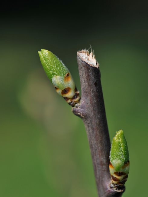 Pruning, Cut, Bud, Shrub
Alamy Stock Photo
Brooklyn, NY