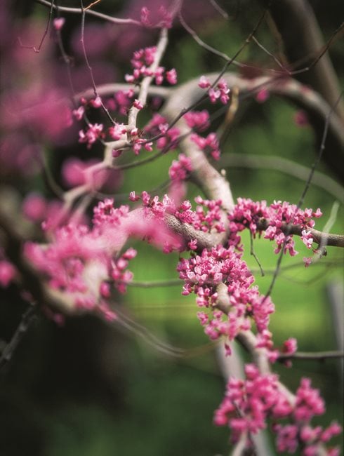 What are some facts about redbud trees?