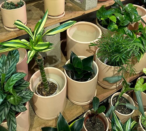 Plant Sales
Garden Design
Calimesa, CA