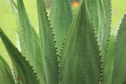 Agave Plant Care & Best Varieties to Grow | Garden Design