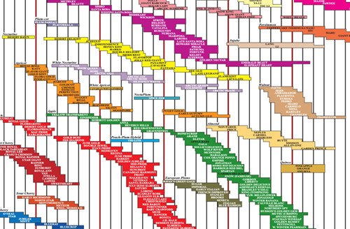 Fruit Harvest Chart