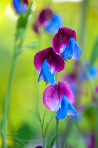 lathyrus odoratus matucana sweet pea garden crossings_11152