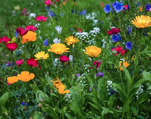 Dry Area Wildflower Seed Mix