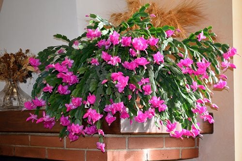Thanksgiving Cactus CHRISTEN Schlumbergera truncata Starter Plant ~D89