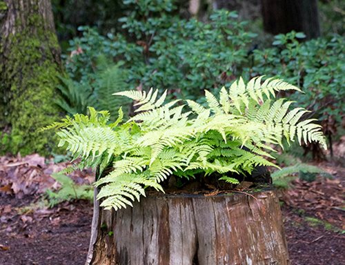 August Gardening Checklist for Pacific Northwest | Garden Design August Gardening Checklist for Pacific Northwest | Garden Design on Fern Garden Layout
id=88303