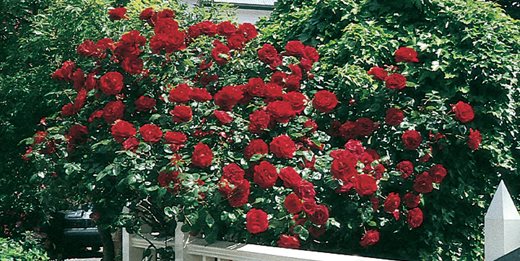 Caring For Roses A Beginner S Rose Growing Guide Garden Design