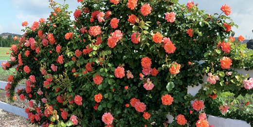 Caring For Roses A Beginner S Rose Growing Guide Garden Design