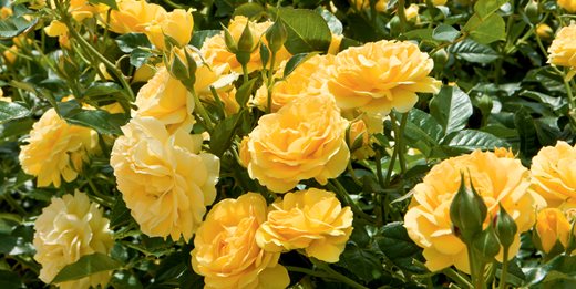 Caring For Roses A Beginner S Rose Growing Guide Garden Design