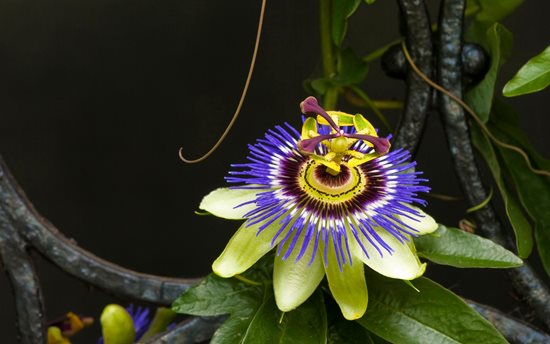 Growing
"Dream Team's" Portland Garden
Garden Design
Calimesa, CA