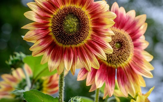 Growing
"Dream Team's" Portland Garden
Garden Design
Calimesa, CA