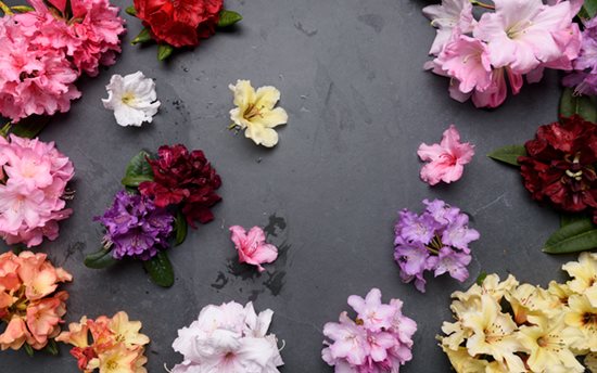 Painters Palette
"Dream Team's" Portland Garden
Garden Design
Calimesa, CA
