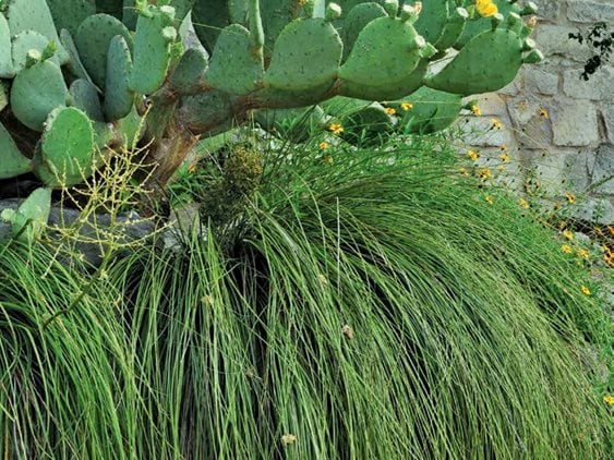 Texas Beargrass - Photo by: Pam Penick.