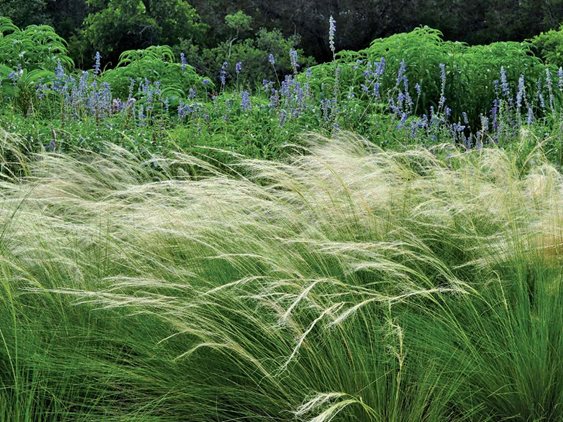 Mexican Feather Grass - Photo by: Pam Penick.