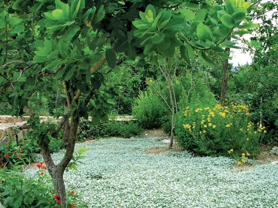 Silver Ponyfoot - Photo by: Pam Penick.