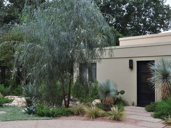 Acacia Tree - Photo by: Pam Penick.