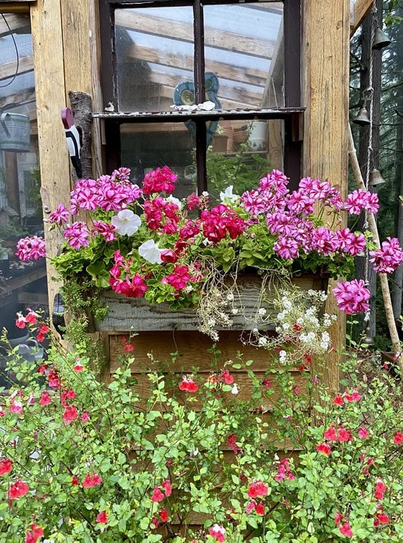 Greenhouse window box with geraniums