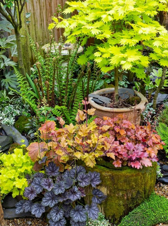 Heuchera and Japanese maple