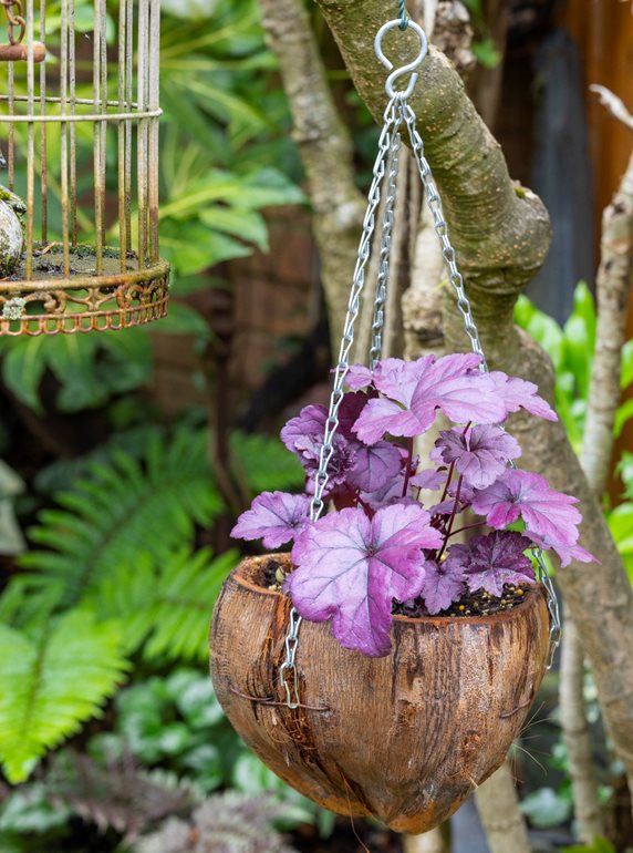 Heuchera in hanging coconut pot