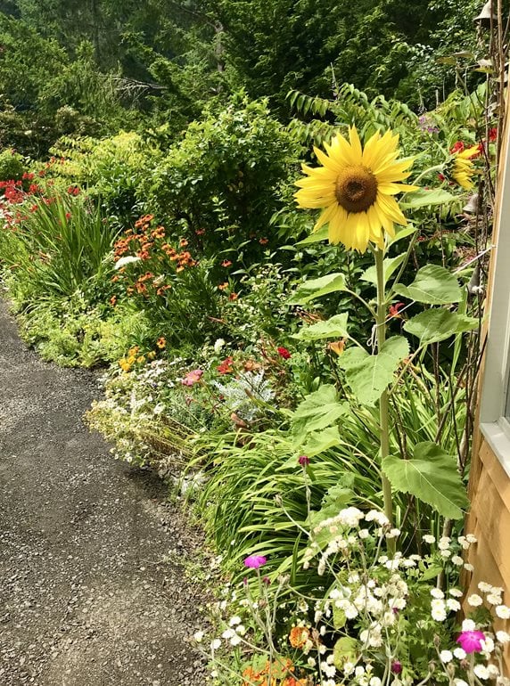Sunflower and perennial flower border
