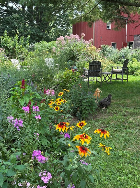 brown-eyed Susan with phlox