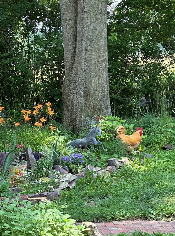 zone 6 garden daylilies