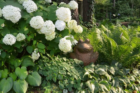 Incrediball Hydrangea And Frog Statue
"Dream Team's" Portland Garden
Garden Design
Calimesa, CA