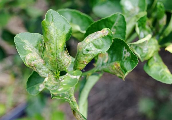 Identifying Leafminer Damage on Your Plants