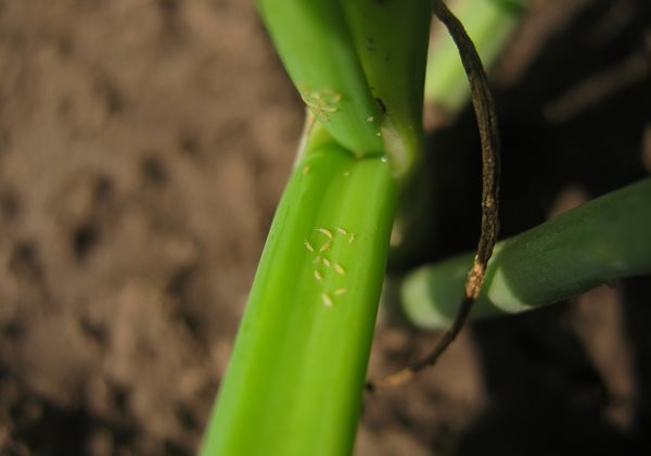How to Get Rid of Thrips on Plants: Indoors & Out | Garden Design