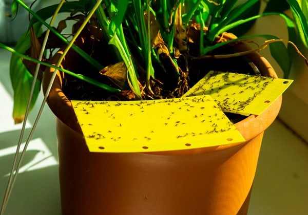 How to Get Rid of Fungus Gnats