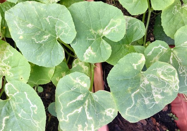 Leaf Miner Damage Watermelon Leaves
"Dream Team's" Portland Garden
Shutterstock.com
New York, NY