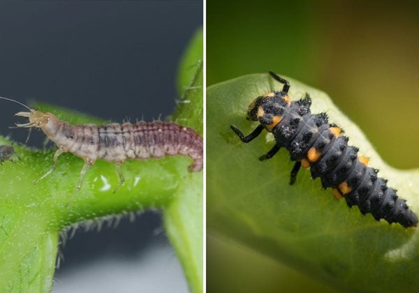 Natural Ways to Kill Aphids