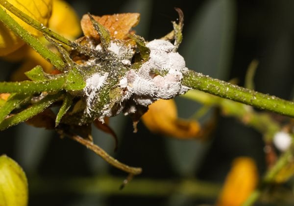 Cluster Of Mealybugs, Mealybugs On Plant
"Dream Team's" Portland Garden
Shutterstock.com
New York, NY
