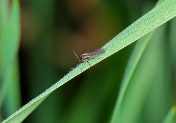 Fungus Gnats: How to Get Rid of Fungus Gnats in Houseplants