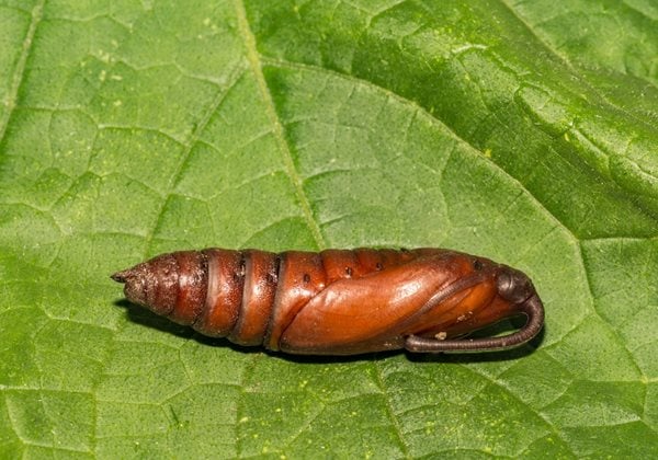 hornworm pupae