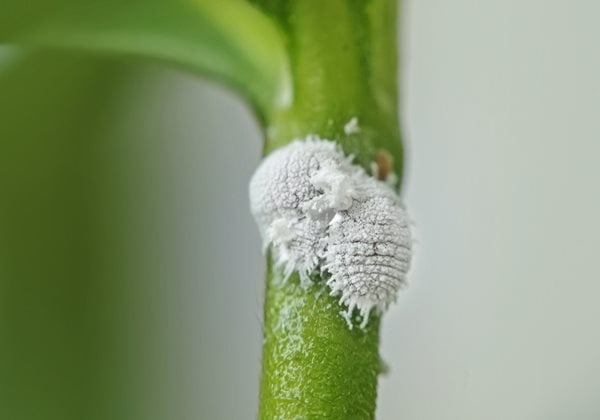 mealybugs